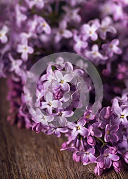 Purple lilac blossom on rustic wooden background.