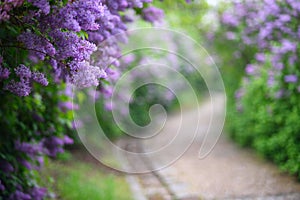 Purple lilac blossoms blooming in springtime photo