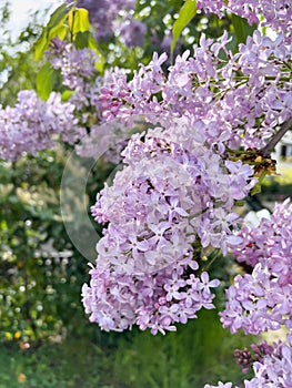 Purple Lilac Blossoms in Springtime