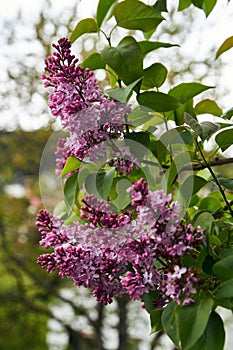 Purple lilac branch in the garden selective focus