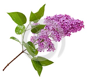 Purple lilac branch isolated on white