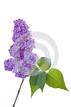 Purple lilac branch on white. Bunch of fresh blooming Violet lilac flowers isolated on white background.