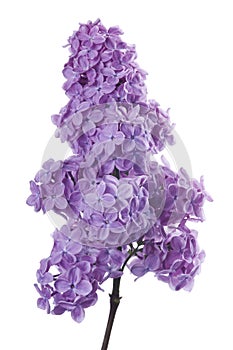 Purple lilac branch on white. Bunch of fresh blooming Violet lilac flowers isolated on white background.