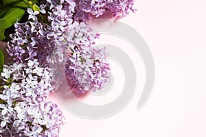 Purple lilac branches with shadows and highlights on pink spring background. Frame with copyspace with delicate fragrant flowers