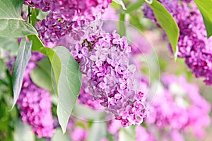 Purple lilac bush