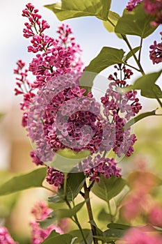 purple lilac bush blooming in May day