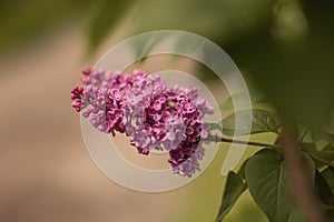 purple lilac bush blooming in May day