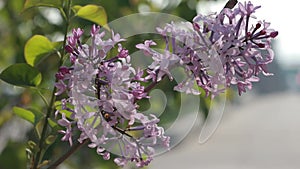 purple lilac bush flover closeup