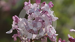 purple lilac bush flover closeup