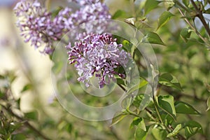 purple lilac bush flover closeup