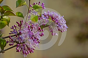 purple lilac bush flover closeup