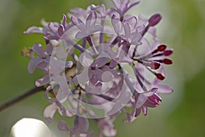 purple lilac bush flover closeup