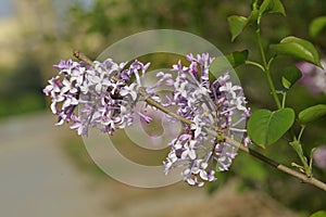 purple lilac bush flover closeup
