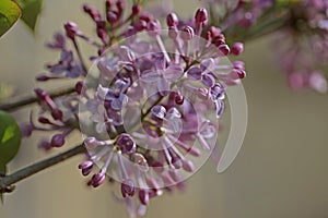 purple lilac bush flover closeup