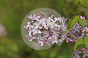 purple lilac bush flover closeup