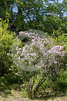 Purple lilac bush in the garden