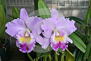Purple and Lilac Cattleya Orchids