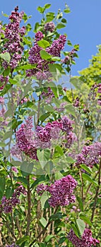 Purple Lilac Edged in White - Sensation