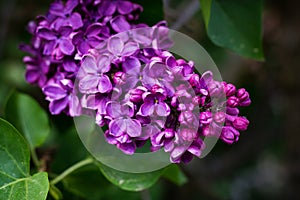 Purple lilac flower