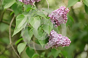 Purple lilac flower on bush closeup