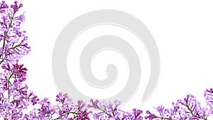 Purple lilac flower frame isolated on white background