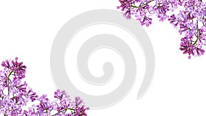 Purple lilac flower frame