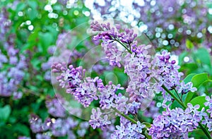 Purple lilac flower with green leaves. Blooming lilac bush with tender flowers. Purple lilac flower on the bush. Spring time