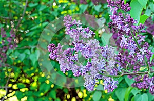 Purple lilac flower with green leaves. Blooming lilac bush with tender flowers. Purple lilac flower on the bush. Spring time