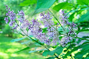 Purple lilac flower with green leaves. Blooming lilac bush with tender flowers. Purple lilac flower on the bush. Spring time