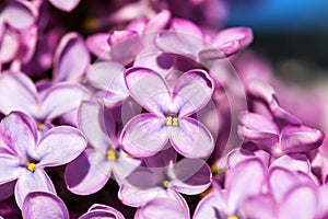 Purple lilac flowers