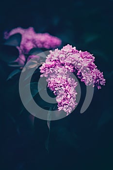 Purple lilac flowers blooming in the springtime twilight. Nature\'s beauty. Tranquility and serenity. Spring blossoms