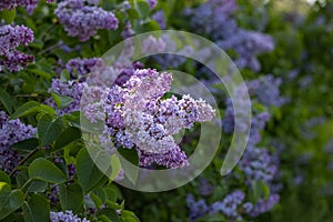 Purple lilac flowers at the blue sky background. Beautiful spring background