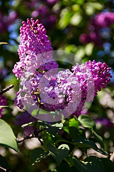 Purple lilac flowers on a bush
