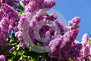 Purple lilac flowers on a bush