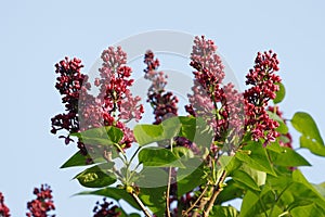 Purple lilac flowers of a bush in the garden