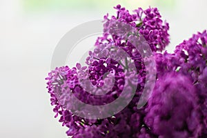 Purple Lilac flowers with fresh green leaves on blurred bokeh background with selective focus. Colorful nature backdrop