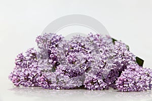 Purple Lilac Flowers Isolated on White Background.