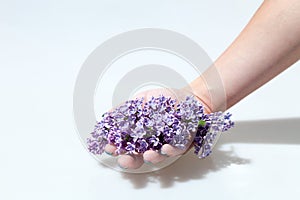 Purple Lilac Flowers Isolated on White Background. Hand giving a flower