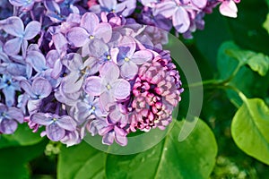 Purple lilac flowers macr image, green leaves