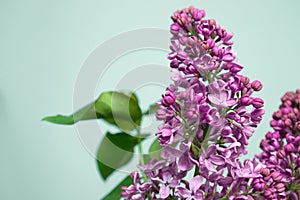 Purple lilac flowers spring blossom background