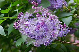 Purple lilac on the garden