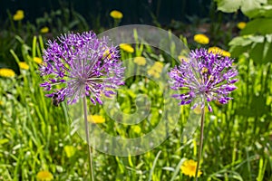 Purple lilac hats of flowering garden onions, flowering of green plants of green onions, the formation of onion seeds