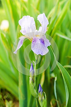 Purple, lilac iris with leaves, flower and bud on green natural background. vertical greeting card,