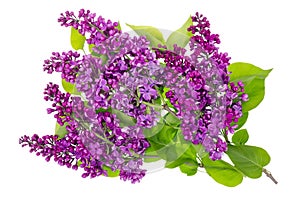 Purple lilac isolated branches