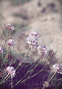 Purple lilac pastel wild flower background made with color filters