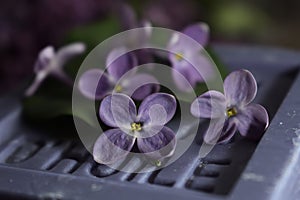 Lilac petals on soap spa and beauty photo