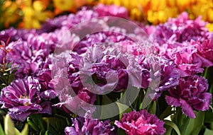 purple, lilac, pink fluffy flowering tulips Mascotte in Botanical Garden of Moscow University `Pharmacy Garden` or `Aptekarskyi og