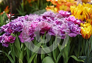 purple, lilac, pink fluffy flowering tulips Mascotte in Botanical Garden of Moscow University `Pharmacy Garden` or `Aptekarskyi og