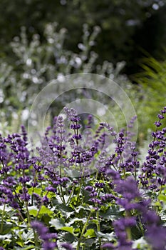 Purple lilac sage Salvia verticillata -  Purple Rain - a beautiful ornamental plant in the naturalistic native border in the