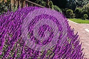 Purple lilac Salvia flowers mass planting in garden with paved pathway, stairway, trees